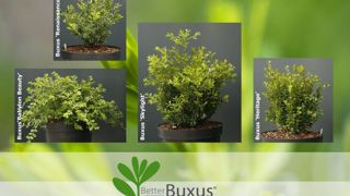 La gamme BETTERBUXUS® tient sans traitement contre les maladies fongiques et présente une tolérance supérieure à la pyrale du buis que Buxus sempervirens. La gamme BETTERBUXUS® tient sans traitement contre les maladies fongiques et présente une tolérance supérieure à la pyrale du buis que Buxus sempervirens.